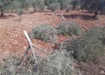 Olivos palestinos cortados por los colonos judíos en A-Sawiyah, Nablus (17/9/20, Odeh al Khatib).